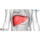 درجات تضخم الكبد 