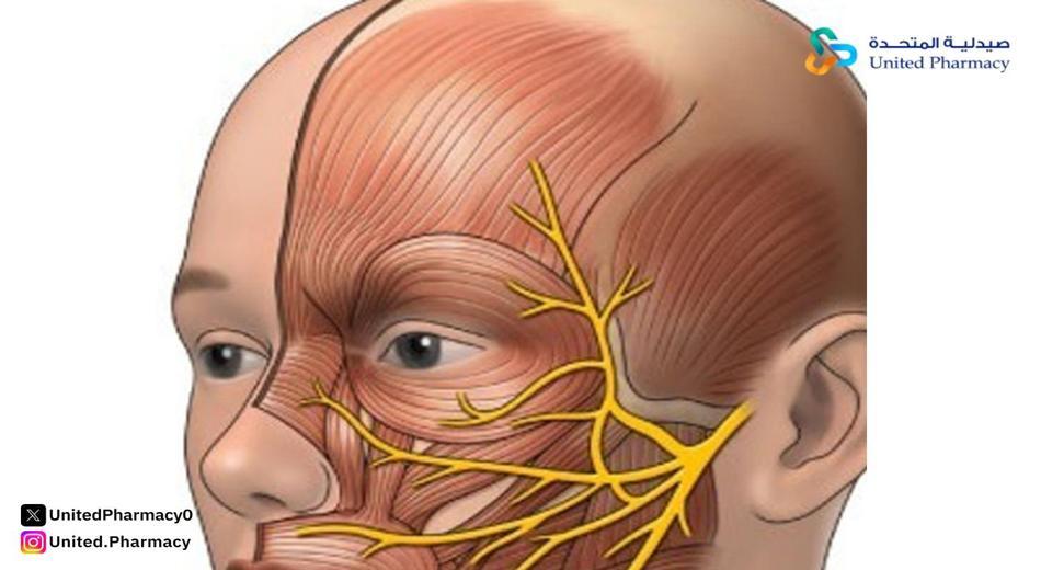 الفرق بين العصب الخامس والسابع