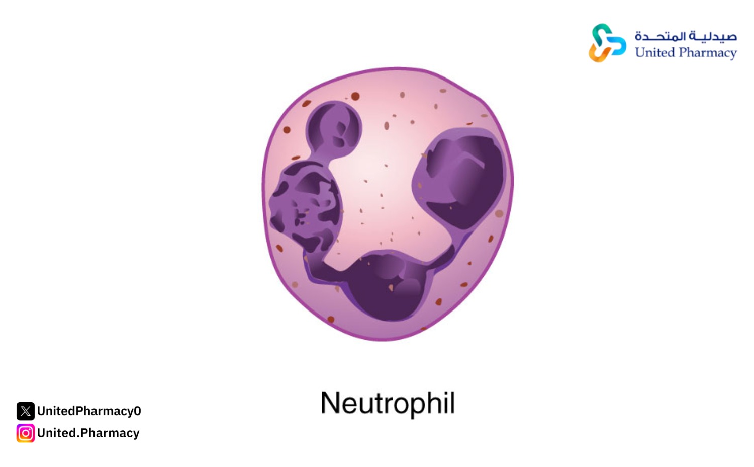 neutrophils 